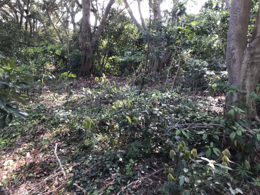 曲輪のようになっていた部分の上部