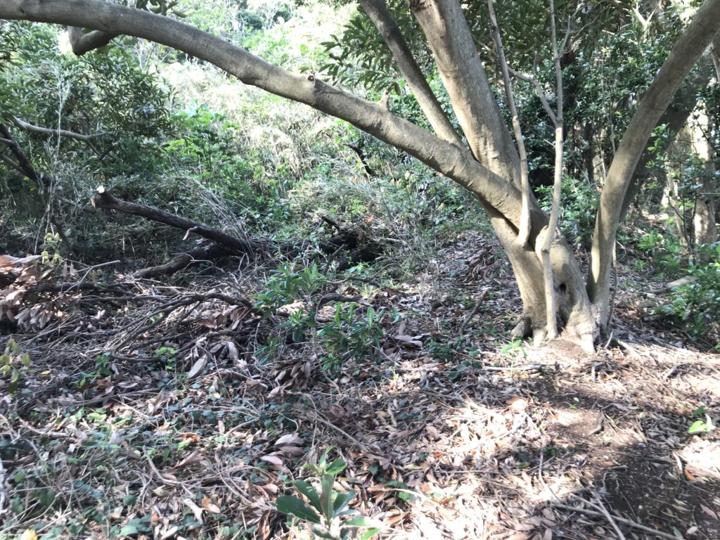 曲輪のようになっていた部分の上部2